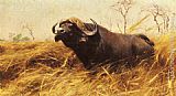 An African Buffalo by Wilhelm Kuhnert